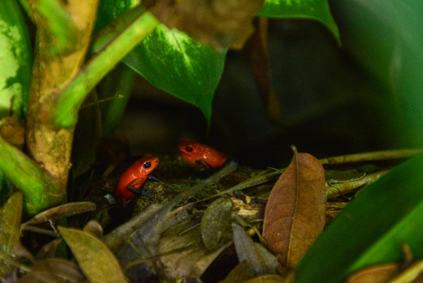La grenouille, un des animaux typiques du Costa Rica